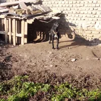 سگ پیتبول|سگ|گنبد کاووس, |دیوار