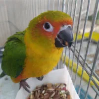 طوطی سان کانور خورشیدی