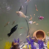 ماهی|ماهی|کرج, اخگرآباد|دیوار