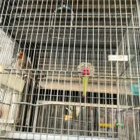 سهره قناری لر بخون