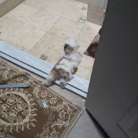 توله سگ|سگ|قم, شهر قائم|دیوار