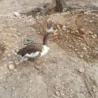 غاز نروماده