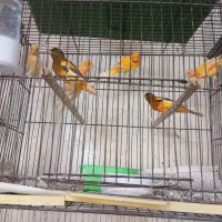 قناری سوپروموزاییگی