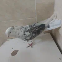 نر پندار پرشی عالی بازی دلر|پرنده|خمینی‌شهر, |دیوار