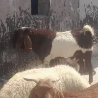 نر بز پاکستانی درجه یک سه شیره|حیوانات مزرعه|کرمانشاه, |دیوار