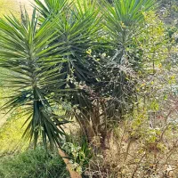 یوکا بلند ۳.۵ متر|گل و گیاه طبیعی|تالش, هشتپر|دیوار