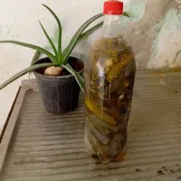 خیارشور بطری نوشابه|خوردنی و آشامیدنی|شیروان (خراسان), |دیوار