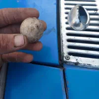 سنگ تخمه مرغی|کلکسیون اشیاء عتیقه|ارومیه, |دیوار