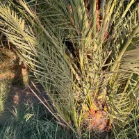 به چند نفر درزمینه نخل وارد باشد نیاز هست