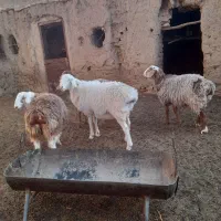 گوسفند،میش، بره، نر ، ماده