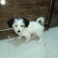 سگ شیتزو کراس