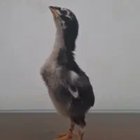 جوجه لاری اوشامو