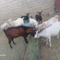 فروش بز سانان ومورسیاه|حیوانات مزرعه|شیراز, حسن آباد|دیوار