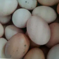 تخم مرغ محلی