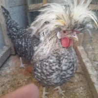 سلام  ۲عدد مرغ و خروس فروشی