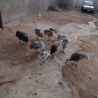 تعدادی بوقلمون به فروش میرسد