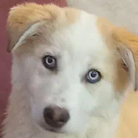 توله سگ هاسکی