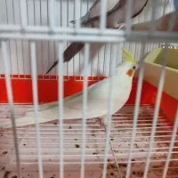 عروس هلندی نر|پرنده|پاکدشت, حصار امیر|دیوار