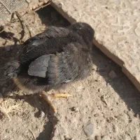 جوجه و مرغ و خروس اصل محلی