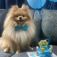 سگ پامر خرسی