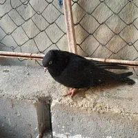 پرنده|پرنده|خرمشهر, |دیوار