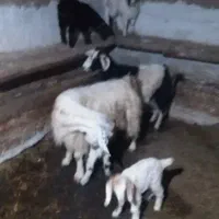 بز جوان و بزغاله|حیوانات مزرعه|گرمی, |دیوار