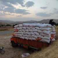 کاه موجود است|حیوانات مزرعه|رشتخوار, |دیوار