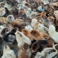 جوجه رنگی