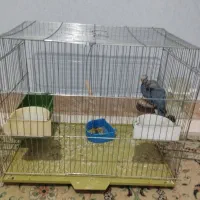 طوطی برزیلی