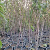 البالو و گیلاس و البالو مجاری