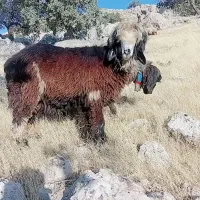 آدرس لالی|حیوانات مزرعه|لالی, |دیوار