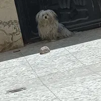 حیوان خانگی