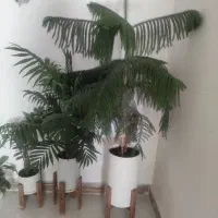 گل طبیعی|گل و گیاه طبیعی|ایلام, |دیوار