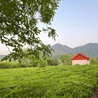ویلا وسط باغ چای