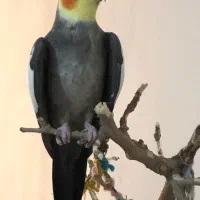 عروس هلندی گمشده