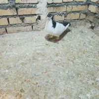 کفتر گرفتنی