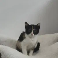 واگذاری گربه dsh