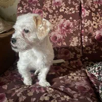 سگ مینیاتوری میکس پیت بول شیتزو (واگذاری)