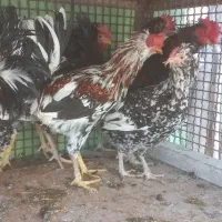 خروس گلین زیباوخشکل|حیوانات مزرعه|قم, صادقی|دیوار