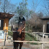 نریان دره شور،سالم بشرط