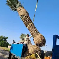 نخل خرما فنیکس پالم جابهجایی|خدمات باغبانی و درختکاری|تهران, آبشار|دیوار