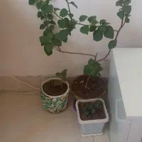 گل کاغذی موقع گل دادن گل سرخابی میدهد