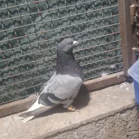 سبز دم سفید شمک تخت .