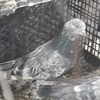 کفتر|پرنده|ساوه, |دیوار