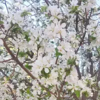 جشنواره گل و گیاه ذبیحی بزرگترین