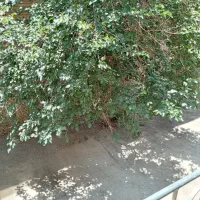منزل کلنگی دوطبقه در بهترین نقطه شهر فقط جهت انبار|اجارهٔ مغازه و غرفه|اصفهان, سعادت‌آباد|دیوار