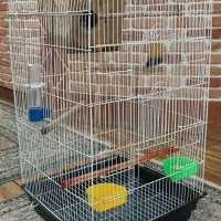 عروس هلندی نر و ماده|پرنده|صباشهر, |دیوار