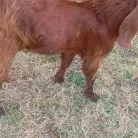 بز نر درجه یک