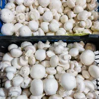 قارچ دکمه ای