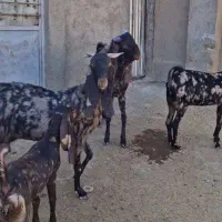 ۳راس بز پتیری خوشگل نسل دار وارداتی گوش ۶۵سانت